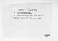 Ramularia obducens image